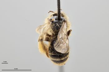 Media type: image;   Entomology 772881 Aspect: habitus dorsal view